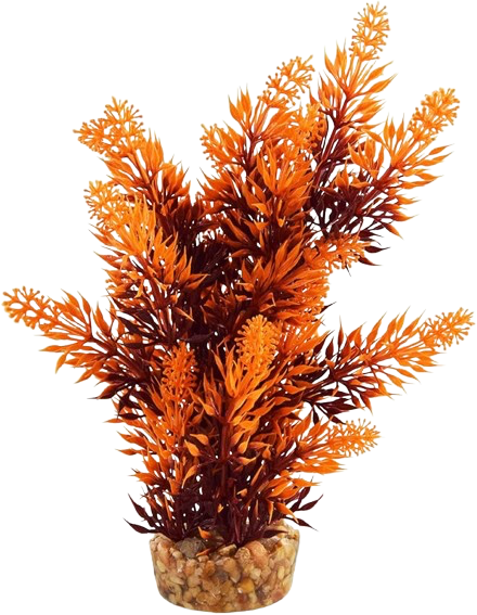 UT: Sunset Hygro Tree - 8”