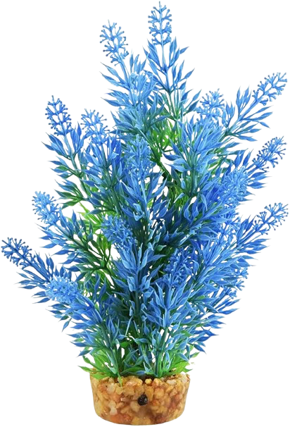 UT: Blue Hygro Tree - 8”