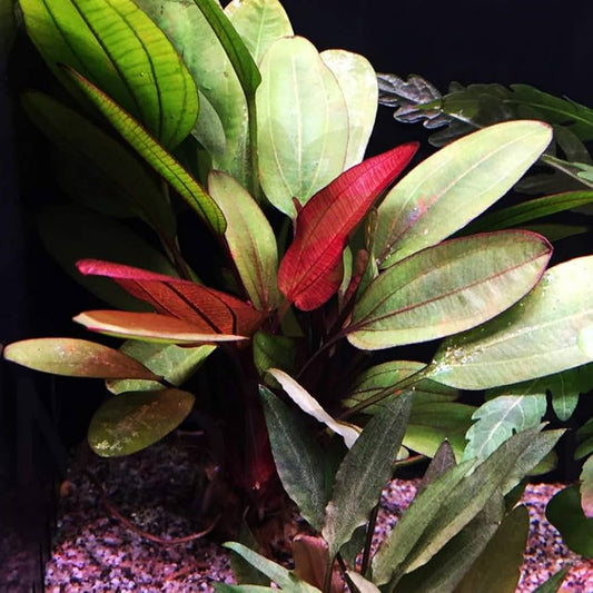 Hadi Red Pearl Sword