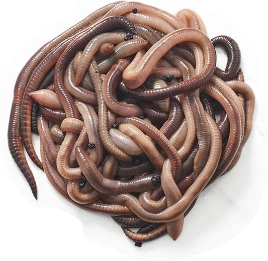 Live Nightcrawlers