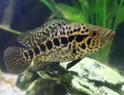 Cichlid: Jaguar