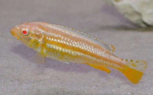 African Cichlid: Albino Auratus
