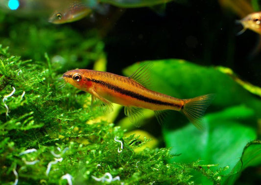 Rosy Loach