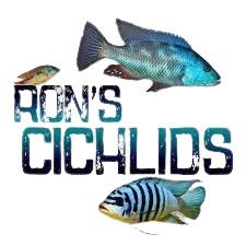 Ron's Cichlids