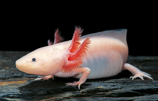 Axolotl: Leucistic