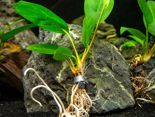 Anubias Congensis