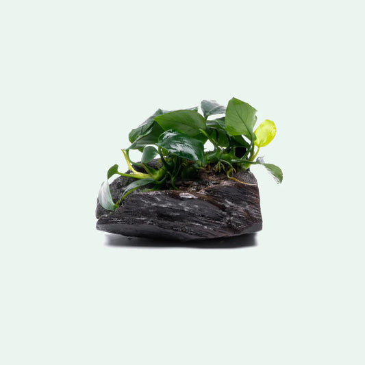 Anubias Nana on Driftwood