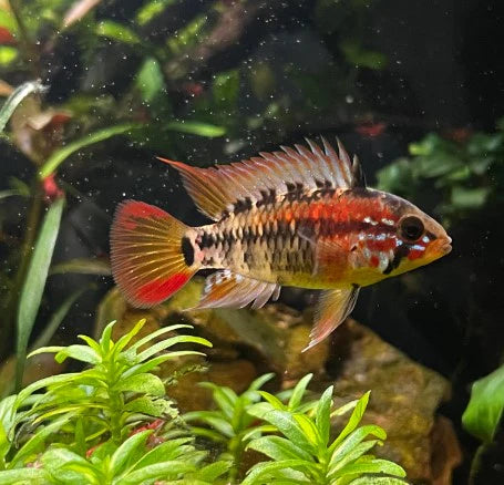 Cichlid: Apistogramma Macmasteri