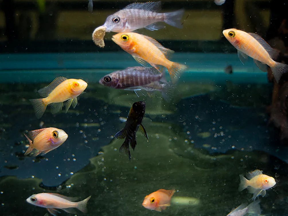 African Cichlid: Assorted Baby Peacock