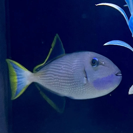 Trigger: Blue Throat