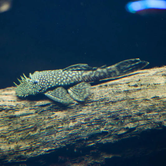 Bristlenose Pleco