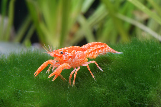 Lobster: Dwarf Orange