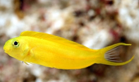 Blenny: Canary