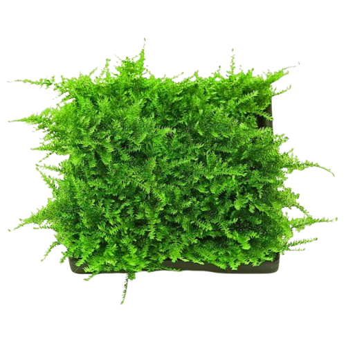 Christmas Moss