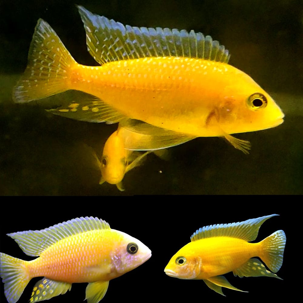 African Cichlid: Gold Peacock