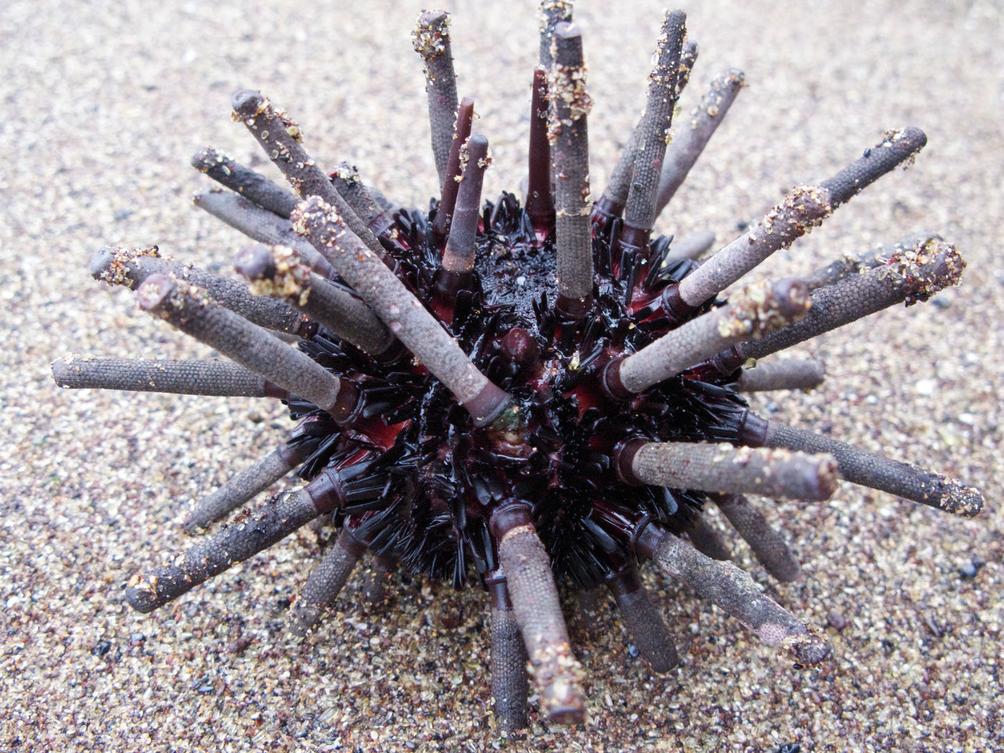 Pencil Urchin