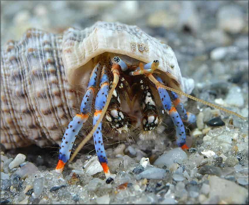 Blue Leg Hermit Crab