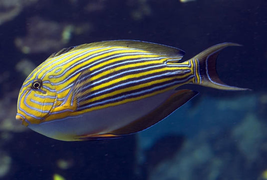Clown Tang