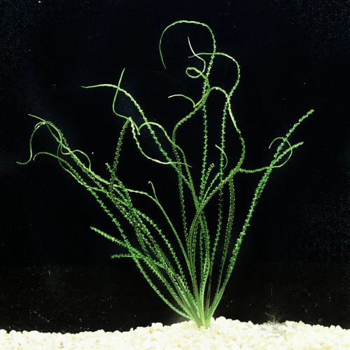 Crinum Calamistratum