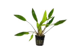 Cryptocoryne Sri Lanka