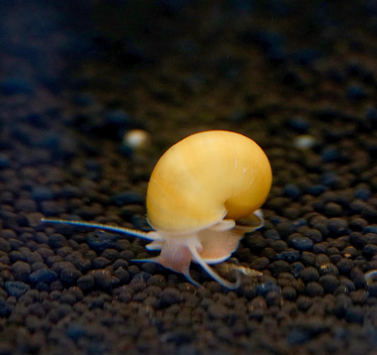 Mystery Snail