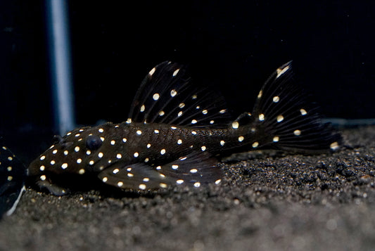 Galaxy Pleco L240