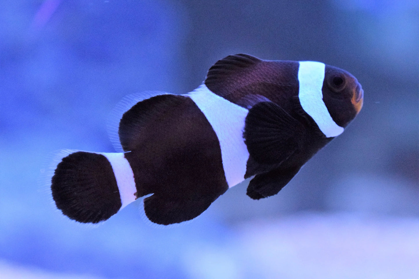 Clownfish: Black Ocellaris
