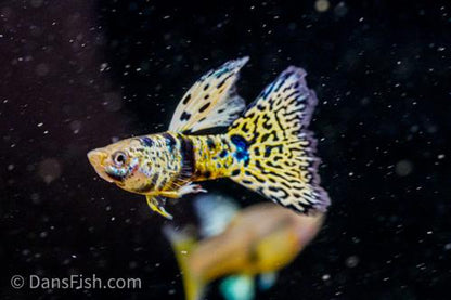 Guppy: Fancy