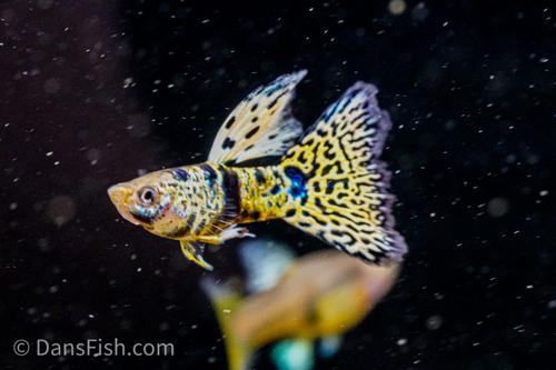 Guppy: Fancy