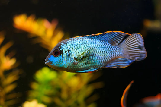 Cichlid: Electric Blue Acara