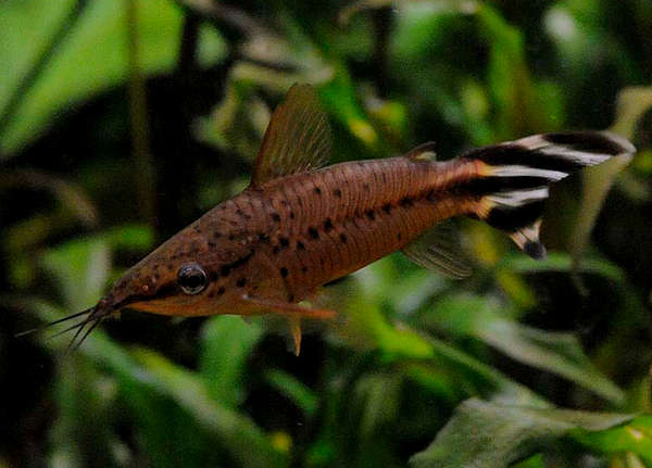 Catfish: Flagtail Porthole