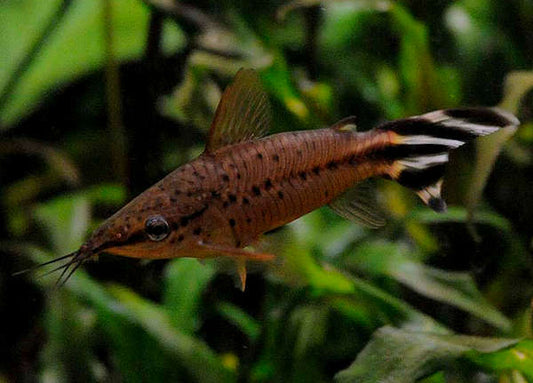 Catfish: Flagtail Porthole