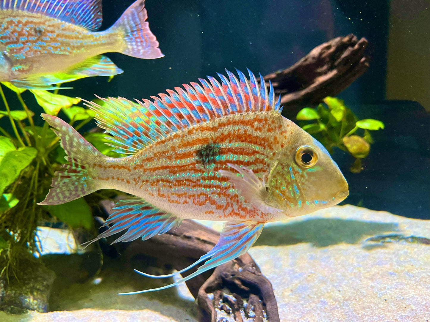 Cichlid: Sveni's Eartheater