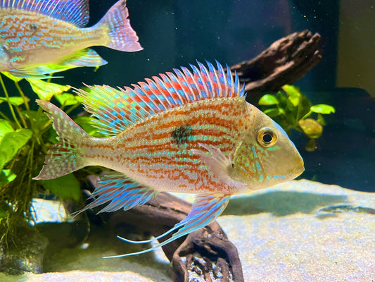 Cichlid: Sveni's Eartheater