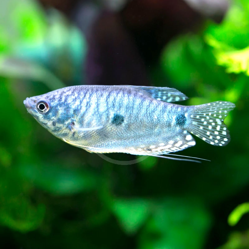 Blue Gourami