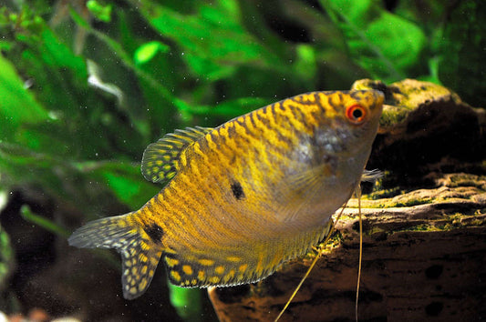 Gourami: Gold