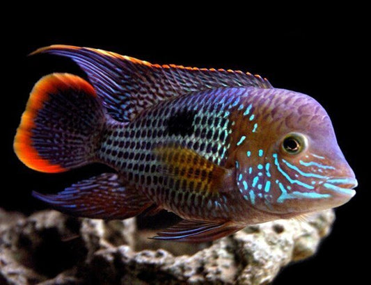 Cichlid: Green Terror
