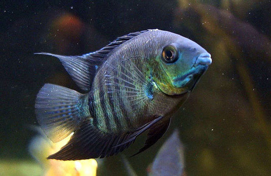 Cichlid: Peruvian Green Severum