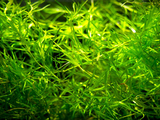 Najas Indica [Guppy Grass]