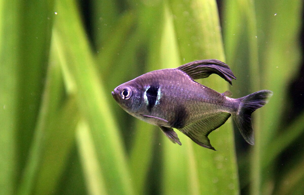 Tetra: Black Phantom