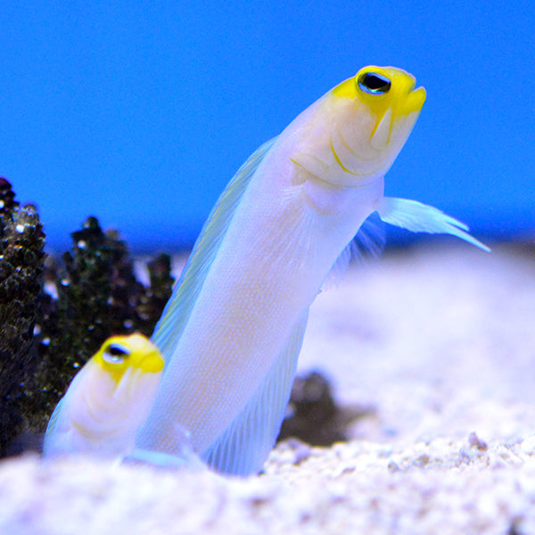 Jawfish: Pearly