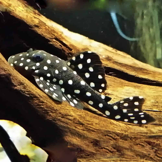 Snowball Pleco L201