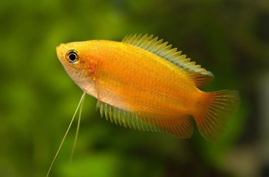Gourami: Gold Honey