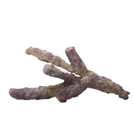 CaribSea: Liferock - Belize Branch