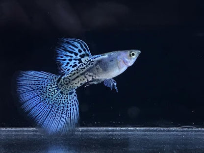 Guppy: Fancy