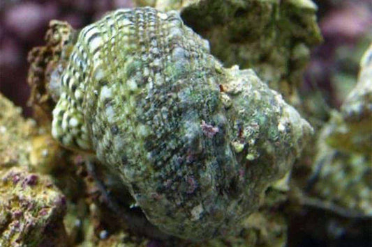 Snail: Turbo