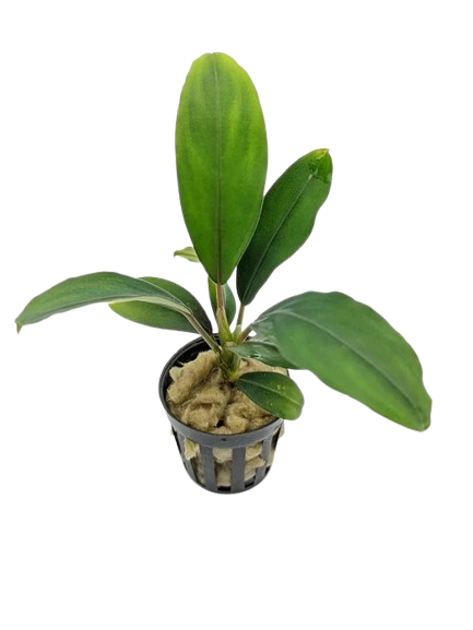 Bucephalandra: Green Broad Leaf