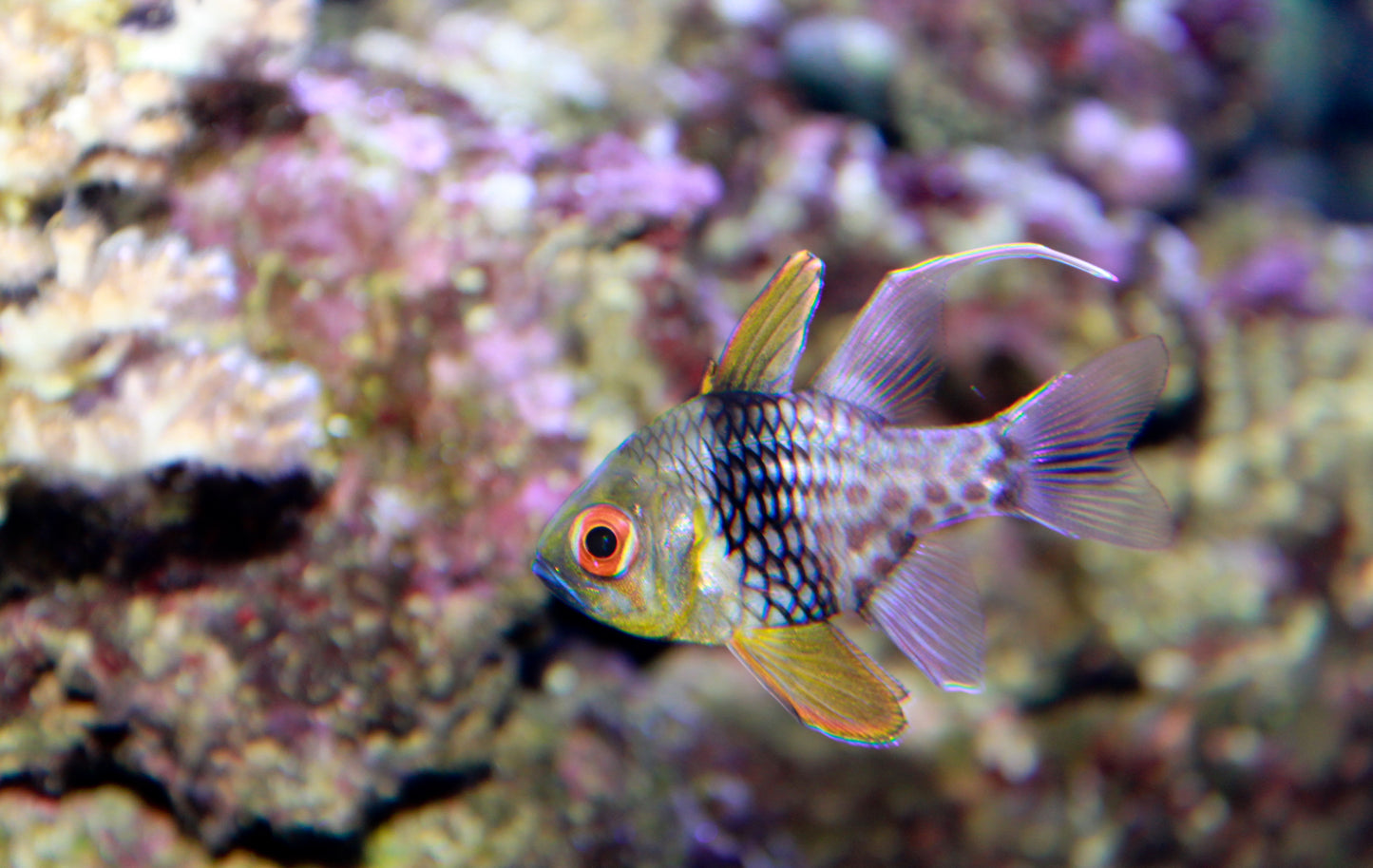 Cardinalfish: Pajama