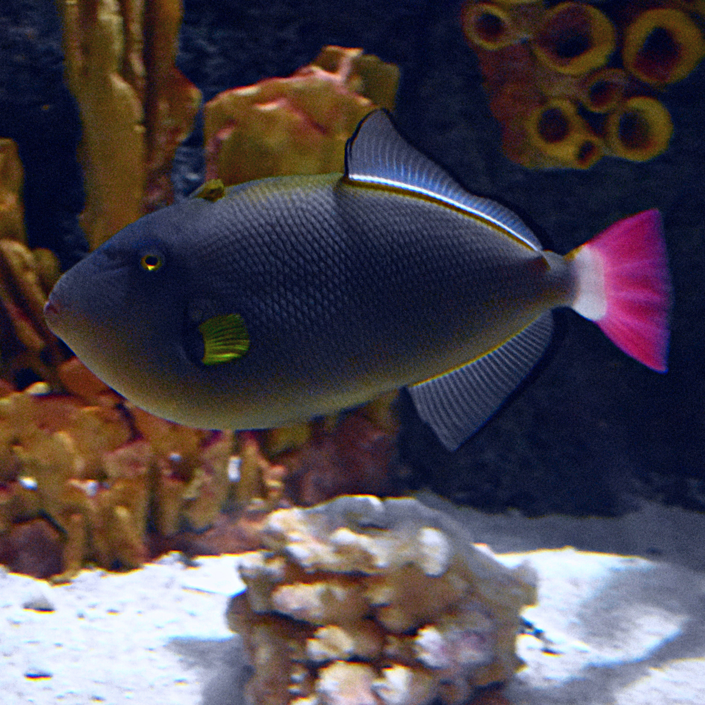 Trigger: Pinktail