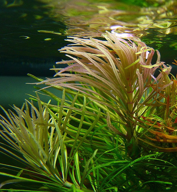 Eusteralis Stellata